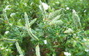 Naturaleza macro con rocío