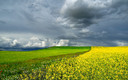 Primavera en el cerrato