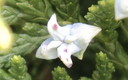 Flores y lluvia