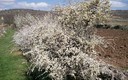 PRIMAVERA EN SELAS