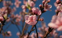 visca la primavera