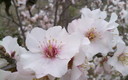 Primavera
