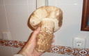 Gran gurumelo