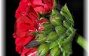 Macro-variedades de Mayo I
