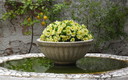 petunia surfina