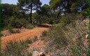 bosque primaveral