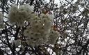 cerezo en flor