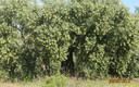 olivos