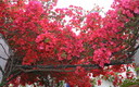HOMENAJE DE LOS PATIOS DE CORDOBA PARA EL MUNDO 2ª