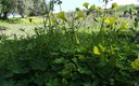 Vinagreta