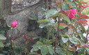 mis rosas......