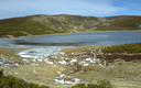 laguna de peces helada