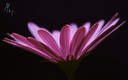 Mi jardin en flor