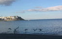 gaviotas iniciando el vuelo
