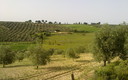 Toros Campeando