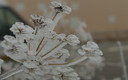 Flor de hielo