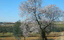 Almendro entre olivos con carrion al fondo