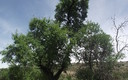 Un arbol en el Lagal