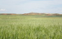 Primavera 2010