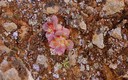 FLORES QUE SE PUEDEN VER EN LAS ISLAS