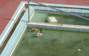 Patitos