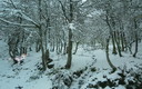 Fria  primavera