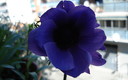MAYO, MES D LAS FLORES -Madrid  26º SOL