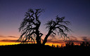 un arbol con misterio