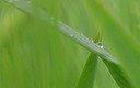 Verde como el Trigo Verde............