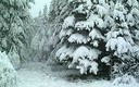 El invierno y mi familia