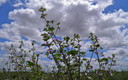 Flores silvestres