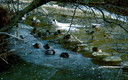 Patos sobre hielo