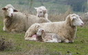 Familia de ovejas en Logrosán