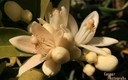 Limon