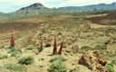 Tajinastes en flor (Parque Nacional del Teide)