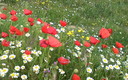 amapolas