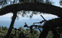 CABO NEGRO ENTRE LOS ARBOLES.