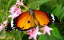 Mariposas II