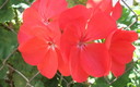 una flor