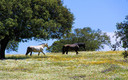 Primavera en la Dehesa Extremeña