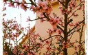 primavera !!