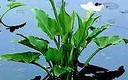 CALLAS
