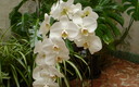 ORQUIDEA