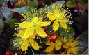 FLORES QUE PUEDEN VERSE EN LAS ISLAS