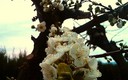 Flor del ciruelo