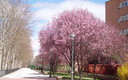 PASO A LA PRIMAVERA