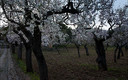 Almendras en flor