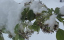 flores en la nieve