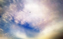 Paloma al vuelo