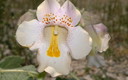 Forma de escorpión